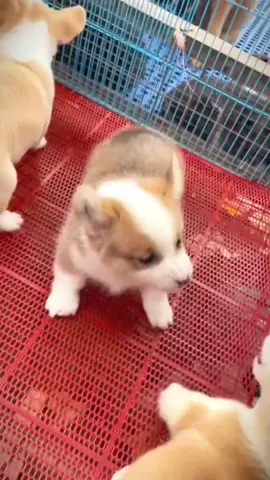 những chú chó đáng yêu.#lovelydogs #cutedogs #dogsoftiktok #fyp #xuhuong 