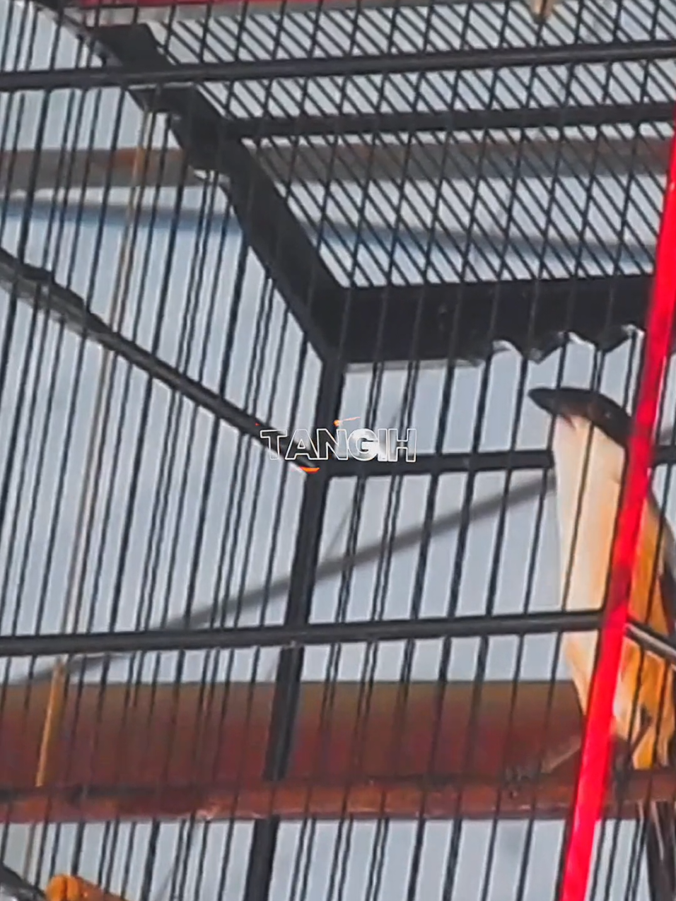 Tetap jaga stamina, untuk aksi gila selanjutnya..ABABIL💪🔥 #kicaumanianusantara #viral #kicaumaniaindonesia #cendetmaniaindonesia #cendeters #cendet #cendetmania 