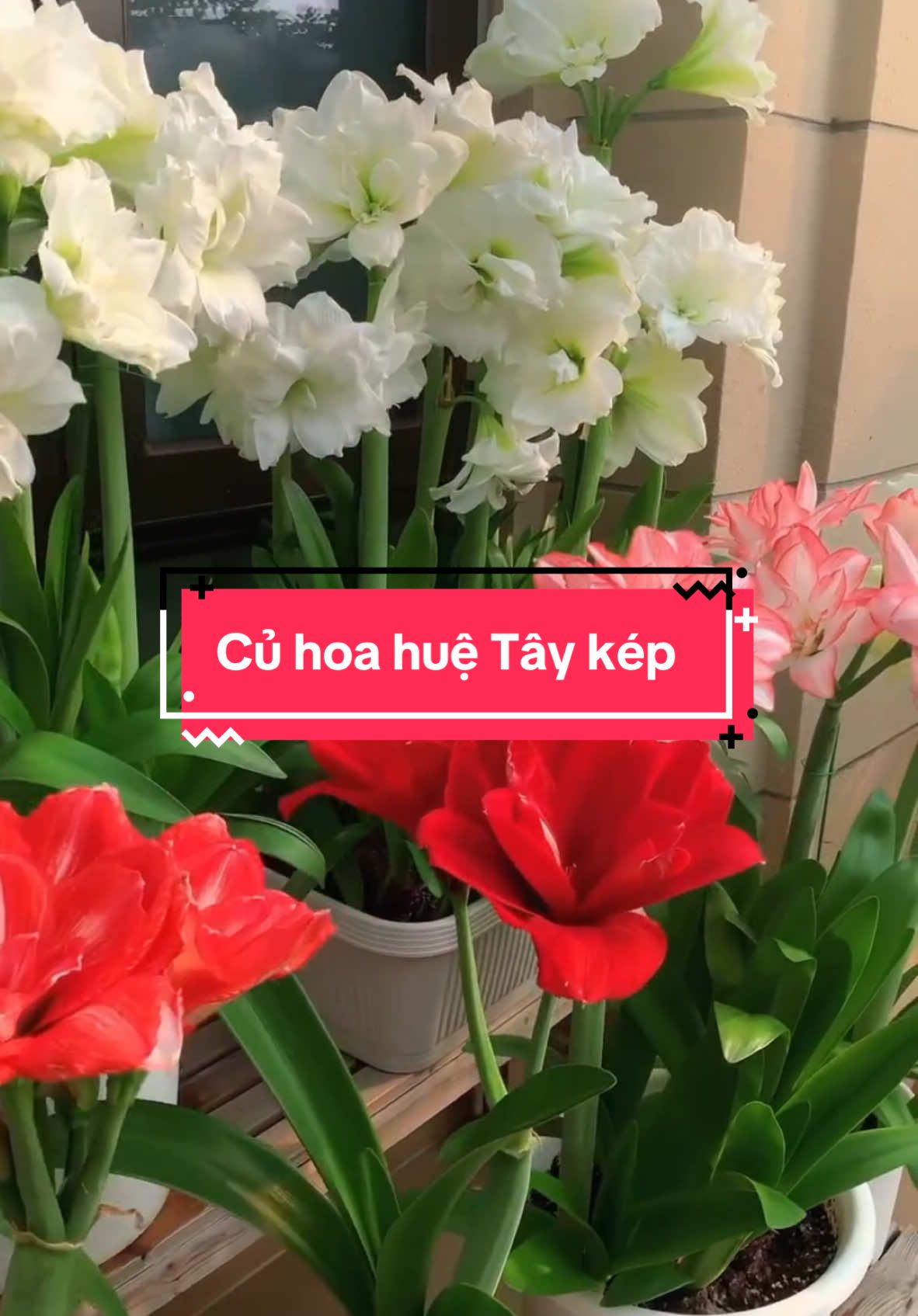 Trồng củ hoa lan huệ Tây cánh kép bao lâu thì ra hoa? Hoa lan huệ Tây cánh kép thường mất khoảng 1-2 tháng từ khi trồng củ cho đến khi ra hoa, tùy thuộc vào điều kiện chăm sóc và môi trường. Để cây ra hoa nhanh và đẹp, cần đảm bảo ánh sáng đủ, nhiệt độ thích hợp (25-30°C), tưới nước đều đặn nhưng không ngập úng, và bón dinh dưỡng định kỳ. #cuhoahue #cuhoahuetay #hoahuetay #hoahuetaycanhkep #tronghoahue #tronghoa