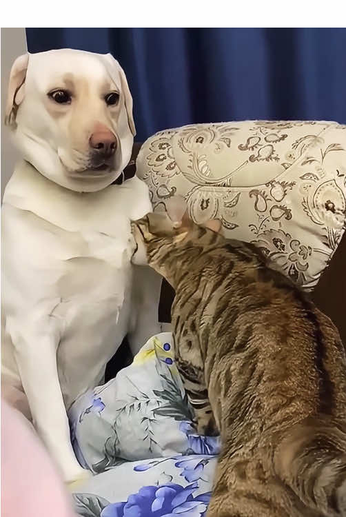 Are dogs really afraid of cats #funnyvideos #happy #omg #pet #fyp #cat #dog #kitty 