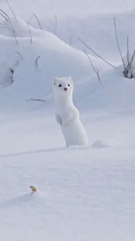 So cute #cute #ermine #snow #winter #fyp #foryoupage 