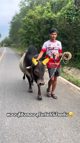 #โหนดหลังขาวเทพประทาน_กาขาว🕊️🤍 #วัวชนเงินล้าน💸💸 #ไม่ใช่การทารุณกรรมสัตว์ #fyp #เทรนด์วันนี้ 