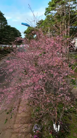 Măng Đen hôm nay đi đâu củng thấy hoa nở 🥰 #mangdenchill #mangden #reviewmangden #travel #viral #dulich #checkin #fyp #xh 