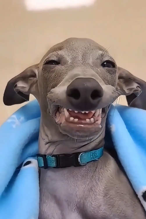 The dog’s reaction after the anesthetic was so funny#fyp #fypシ #doglover #doginjection #dog #interesting 