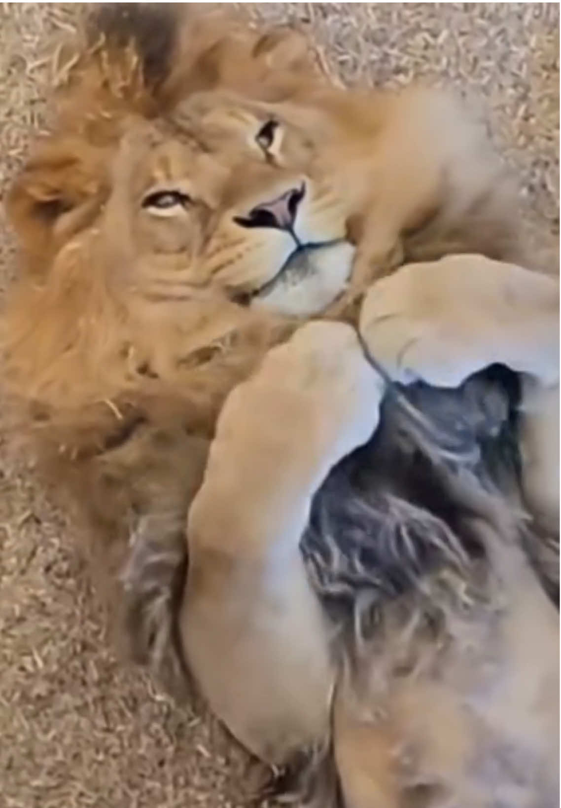 When the king of the jungle decides to be the cutest sweetest thing🦁🐾  Who else loves lions like this? ❤️  #LionVibes #CuteAndFierce #KingOfTheJungle #AnimalLovers #WildlifeMagic #ForYou #FYP #cat #Mufasa #LionKing #ForYouPage #MajesticLion