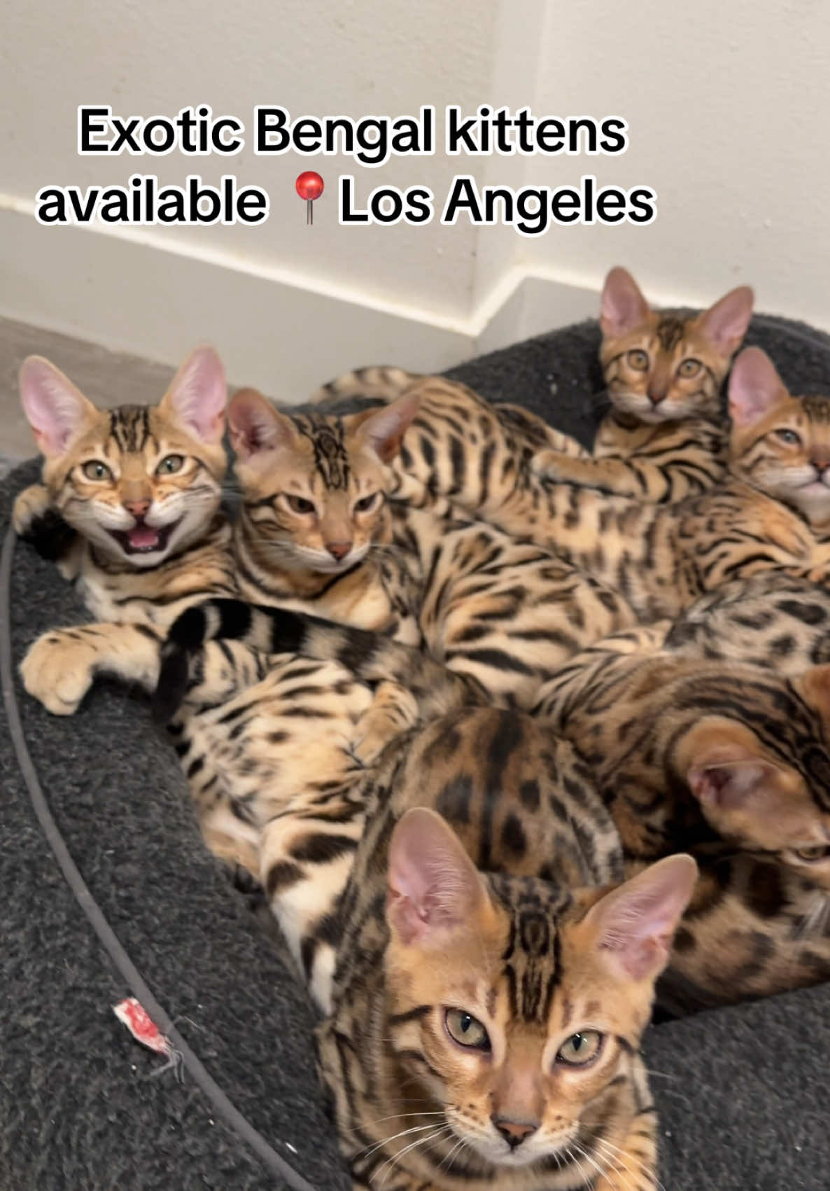 little glamours #bengalcat #bengalkitten #snowbengal #silverbengal #fyppp 