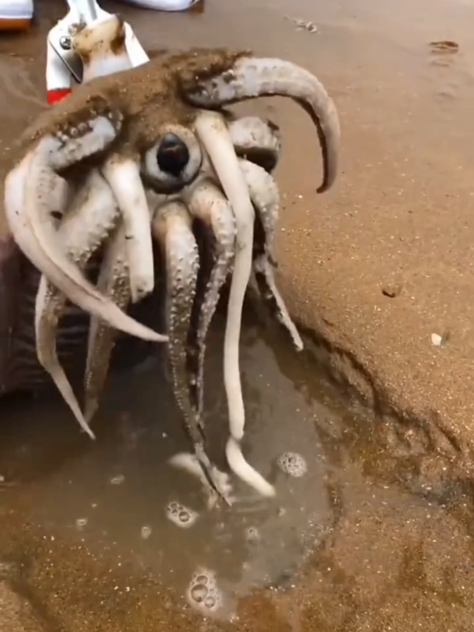 Take This Thing Out Immediately #fyp #LearnOnTikTok #viral #video #foryou #new #amazing #fact #factocean #factflare #interesting #information #viralvideo #foryoupage 