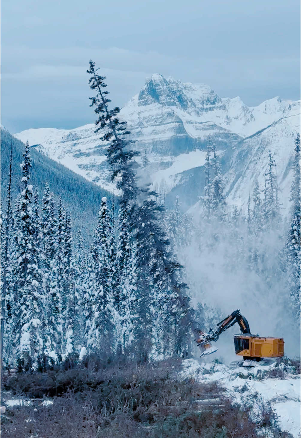 Can’t complain about these trees or these views!  #loggingislife #logging #tigercatforestry #tigercat #fellerbuncher #worklife #bluecollar 
