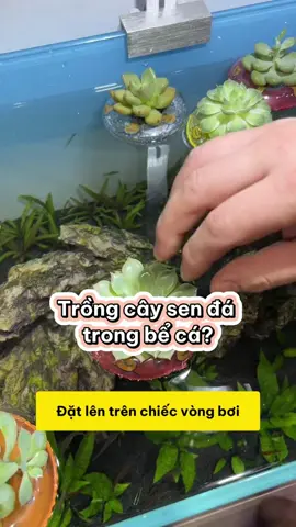 Trồng sen đá trong bể cá? Khám phá cách cộng sinh giữa cá và cây #methuysinh #aquarium #fish #fyp
