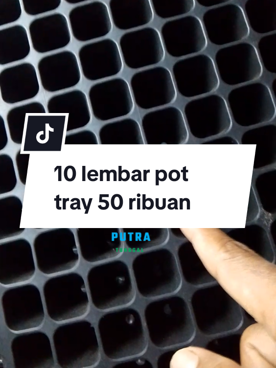 pot tray semai bibit 