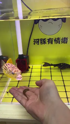 #diving #crab #catchthesea #seafood #seaside #fish #aquarium 