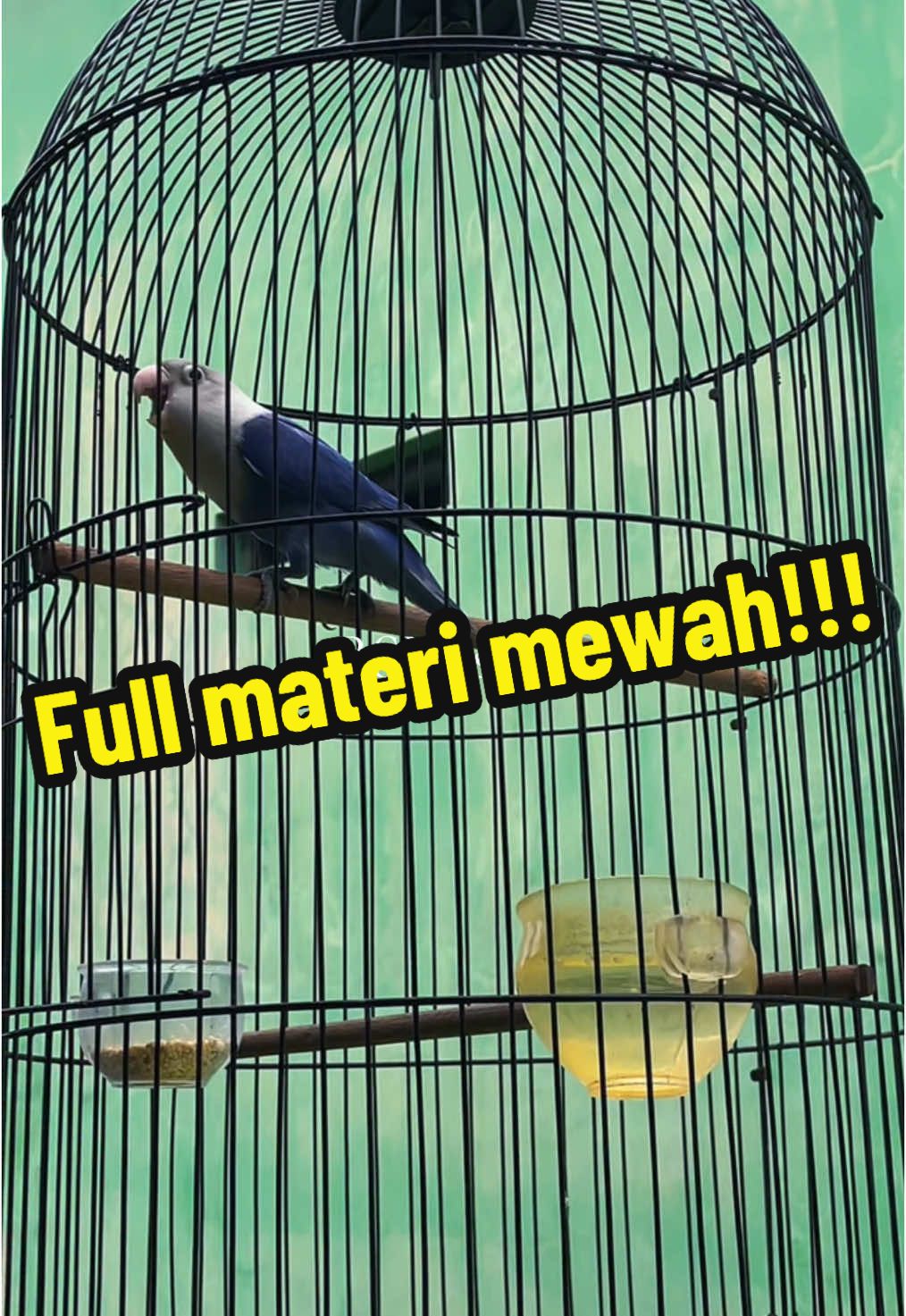 love bird isian mewah..🤩🔥#kicaumanianusantara🦜🦜🐦 #CapCut #burung #kicauanburung #muraibatunusantara #muraibatu #murai #lombaburungberkicau #burungmasteran #burungviralfypシ゚viral #muraibatuindonesia #masteranburung #muraibatumedan #lovebird #masteran 