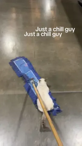 Jasper the brewery cat is just a chillguy 
