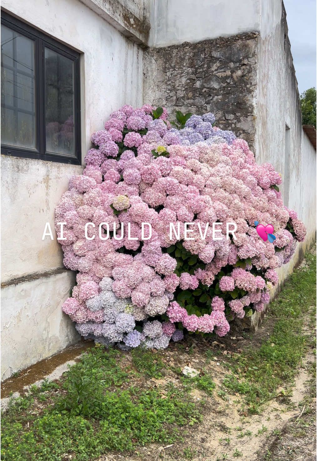 AI could never!! 🌸🤍🥹✨💕 . . . #hydrangea #hydrangeas #flowercore #flowertok #flowers🌼🍁🌸 #flowerchallenge #girlsgirl #creatorsearchinsights  #aesthetic #viral, #trending, #fyp #fypppppppppppppppppppp #aicouldnever #portugal #portugal🇵🇹 #eurosummer #traveltok