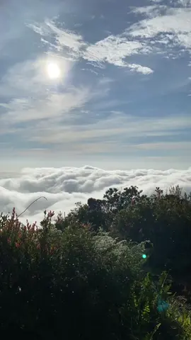 MT BAWANG PEAK 6 januari 2025 lelah yang terbayarkan #foryou #kalbar #kalimantanbarat #bengkayang #mtbawangpeak_1474mdpl #bawangpeak1471mdpl 