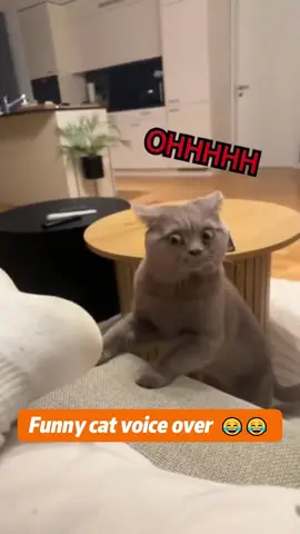 Funny cat voice over 🐈🤣😂#cat #catsoftiktok #fyp #usa🇺🇸 #fun 