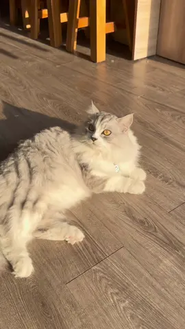 😸😺😽😻😹