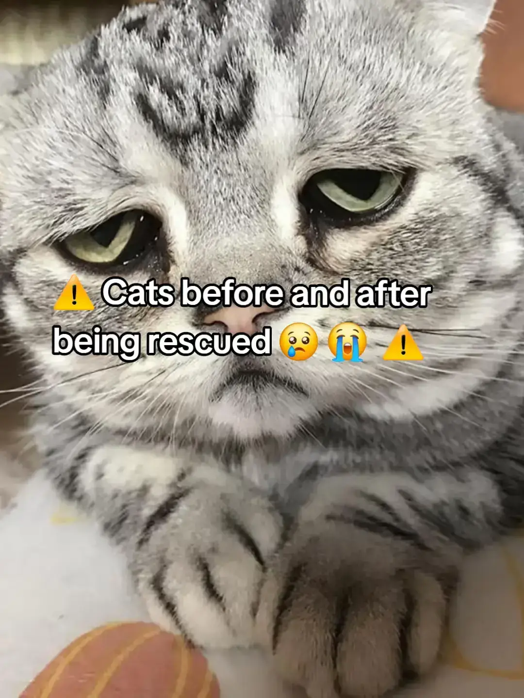 #catlife #mycat #kitty #kittycat #catrescue #rescuecat #kitten #kittensoftiktok #kittens #rescueanimals #animalsoftiktok #cattok #hero 