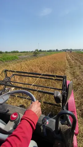 Lúa này hứng tai biến luôn😂@Thanh khiết @Văn Vĩ 68T1 @“ Cậu Tư 68D1 “ @khánh Đặng @Chú Đức 🤪 @TrườnG Nhật  @Lê trọng Khánh @Hiền🤞68D1 @Văn Phúc 