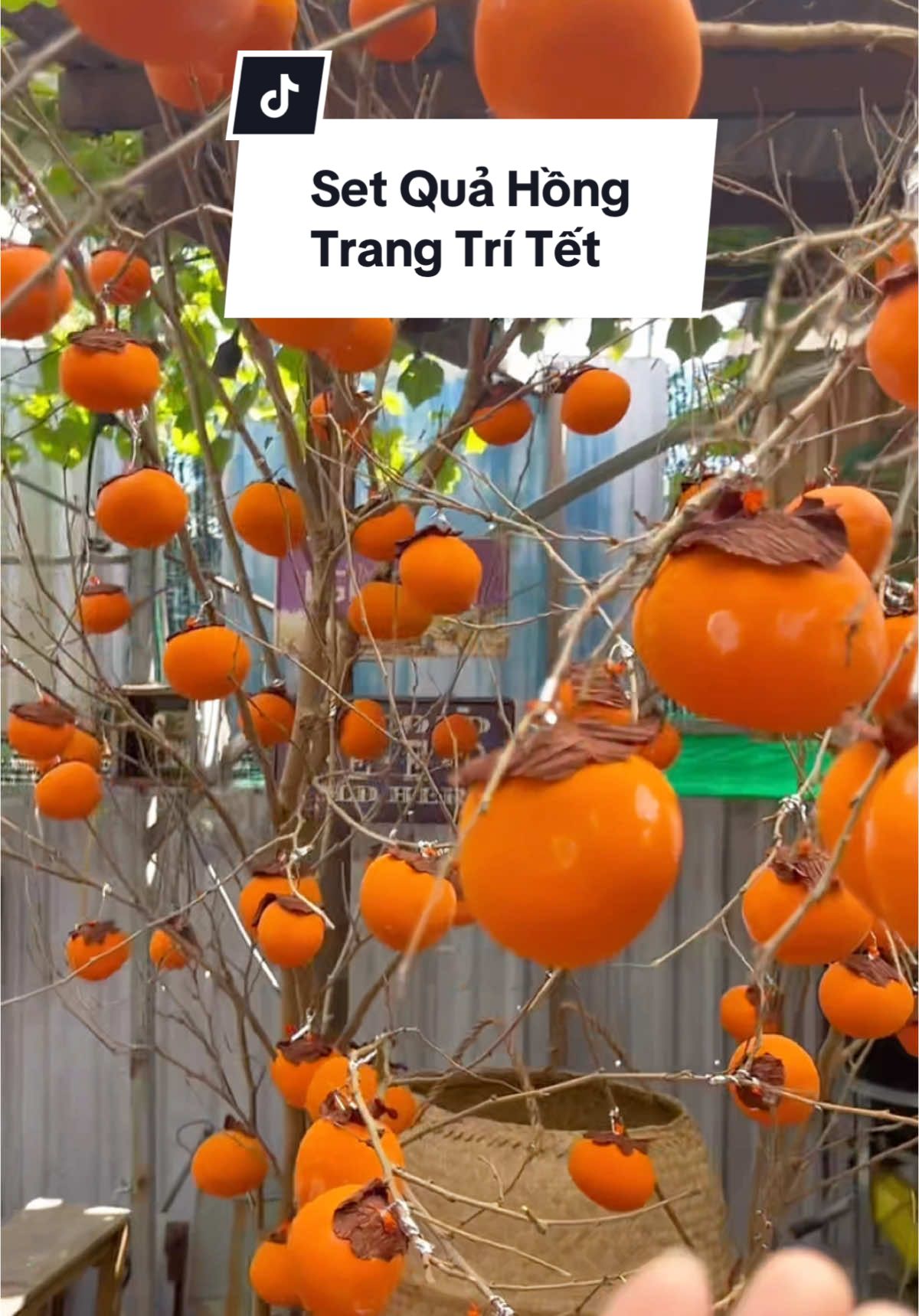 Set Quả Hồng bóng bay màu Cam trang trí Tết. Mọi người cùng bắt trend Tết năm nay nha#giadinhbongbongreview 