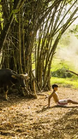 Má hồng em còn tuổi son, là đôi mươi tám em trăng tròn… Một chút nhẹ nhàng, sâu lắng với khung cảnh bình yên của làng quê Việt. Bản phối sáo trúc của @toan.bat.am ca khúc Má Hồng - Mela Vietnam. ST: Phạm Hữu Tuyến #mahong #melavietnam #toanbatam #nangmo #trannghia #looperappears #anhthu