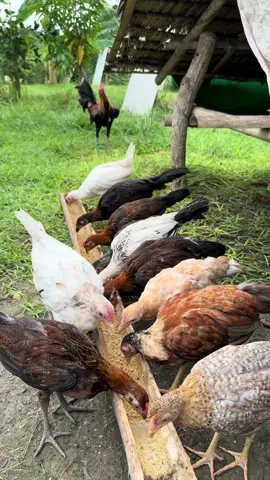 Pakain habang nang manok habang ganito yung musika #jbabackyard #CapCut #probensya 