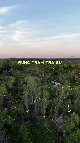 Đắm chìm trong vẻ đẹp của Rừng Tràm Trà Sư lúc hoàng hôn #angiang #xusothantienangiang #hoahaylaca