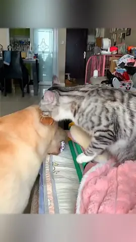 The end 🤣🤣 #pet #cat #dog #cute #animals #foryou #typ