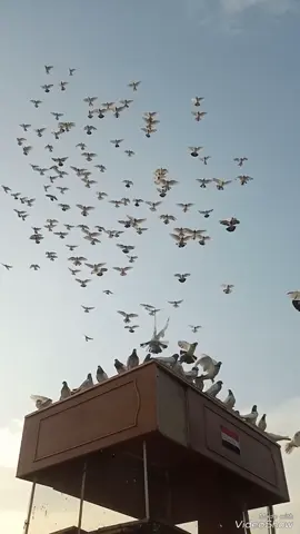 #kabootar #foryou #video #tiktok #tiktokindia #choptatrip #kabootar #badshah #choptatrip #ওই বেটা এখনো সময় আছে কবুতর পাল