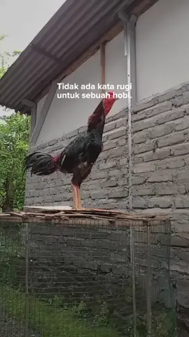 #ayambakok🐓 #fypシ゚viral 
