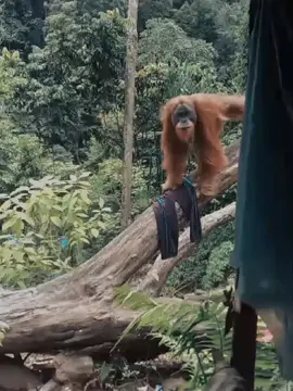 orang hutan#acehbaratdaya🇹🇷 #babahrot.acehbaratdaya #blangdalam.babahrot#fy 