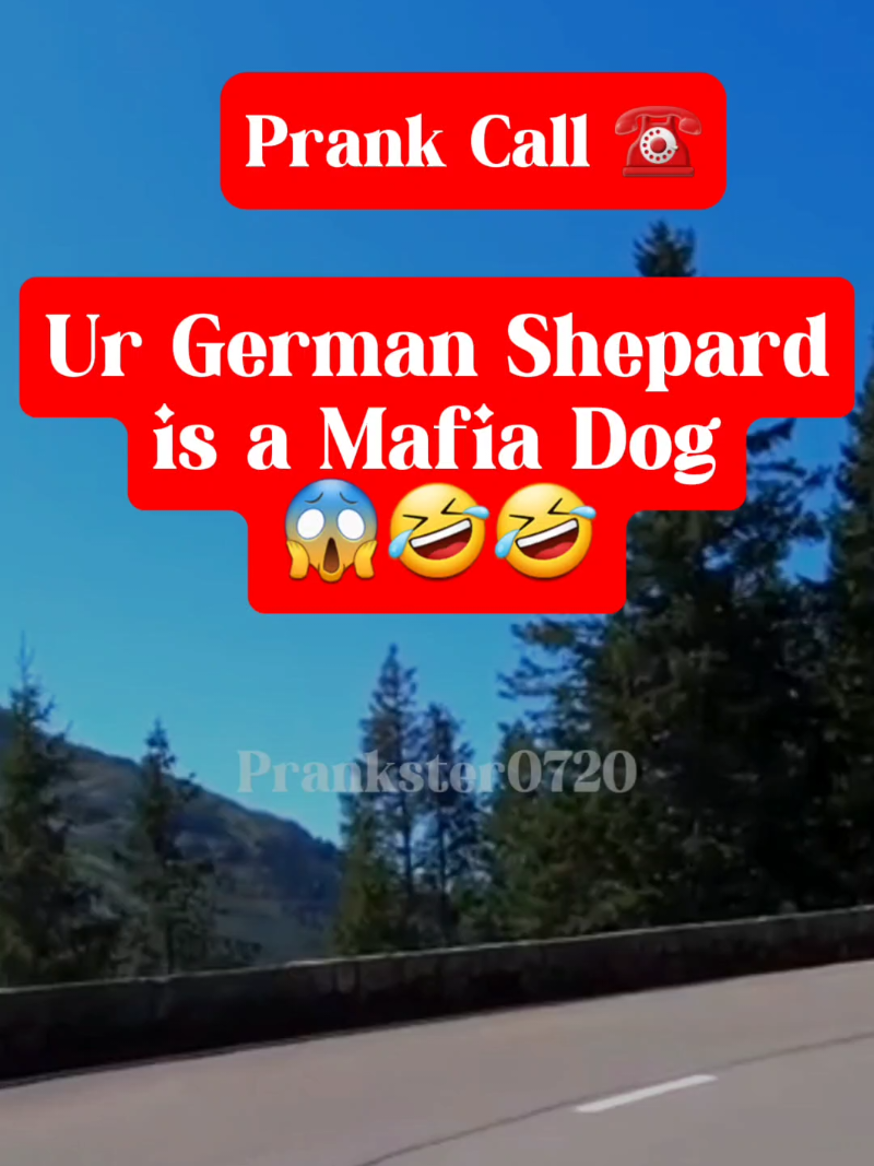 your German shepherd is mafia dog😜🤪😎😱#phonecall #prank #prankcall #Fyp #funnyy #funny 