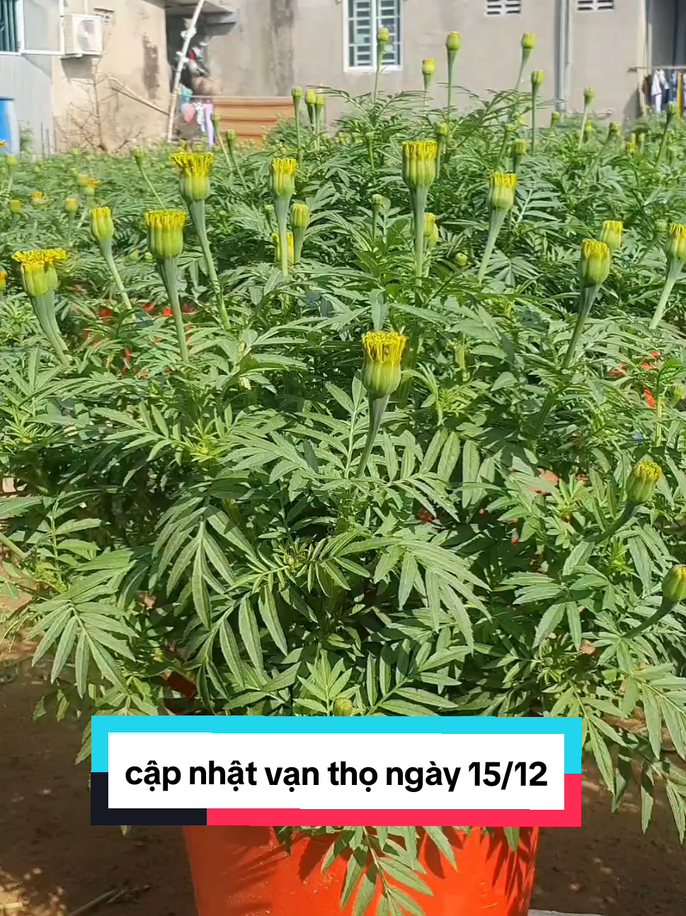 cập nhật hoa vạn thọ ngày 15 tháng chạp #maivanlong94 #trongcay #hoatet #tronghoa #vantho #langhoasadec #hoatet2025 #tet 