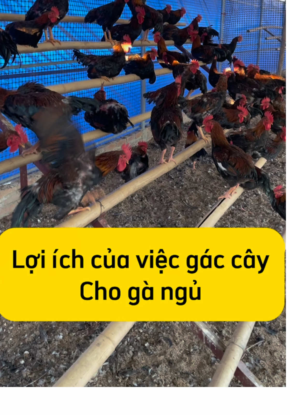Lợi ichs của việc gác cây cho gà ngủ#CapCut #gàchoivietnam🇻🇳 #xuhuongtiktok #gàchọi #gàchiến #xuhuong #gà_chọi_việt_nam 