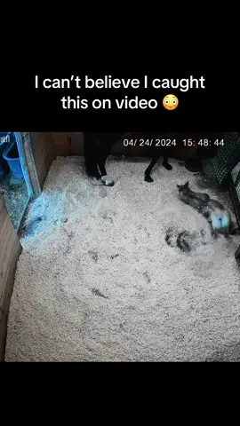 Don’t worry she’s fine, Physically 😅  #fyp #foal #foals #horse #horsetok #funny #baby #babyhorse #funnyanimals 