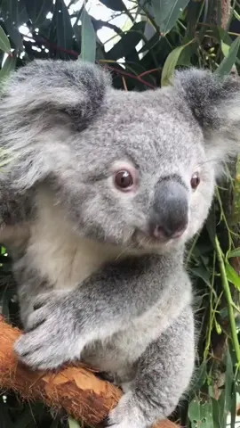 “Do you know what the little koala eats before it grows up?”#Tiktok #animals #foryou #cute 