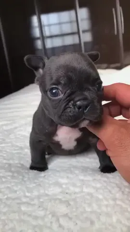 cute baby dog barking #cutedog #cutebabydog 