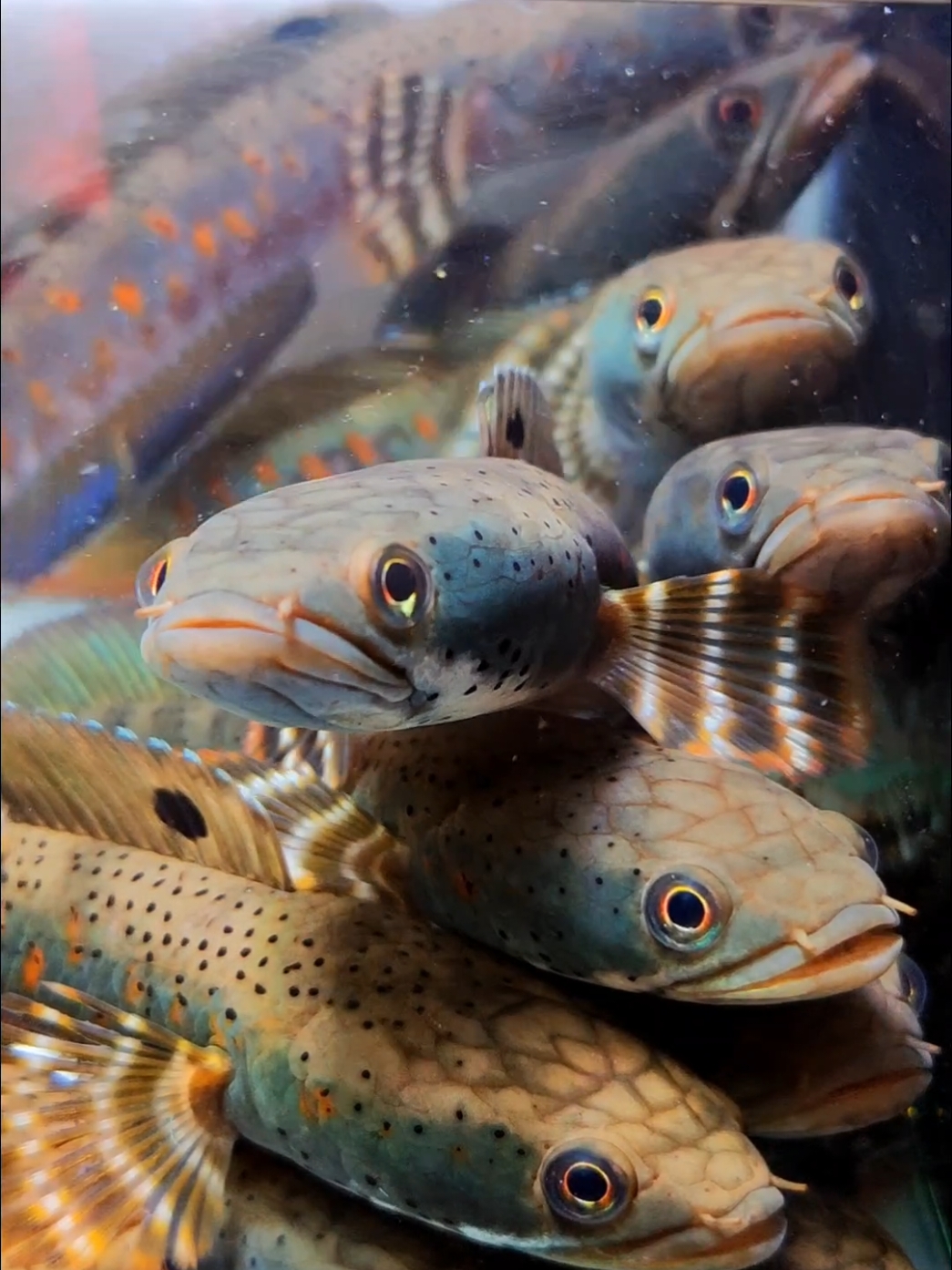 Channa blue pulchra #theprimechannidae #channa #channafish #channamyanmar #channapulchra #channabluepulchra 