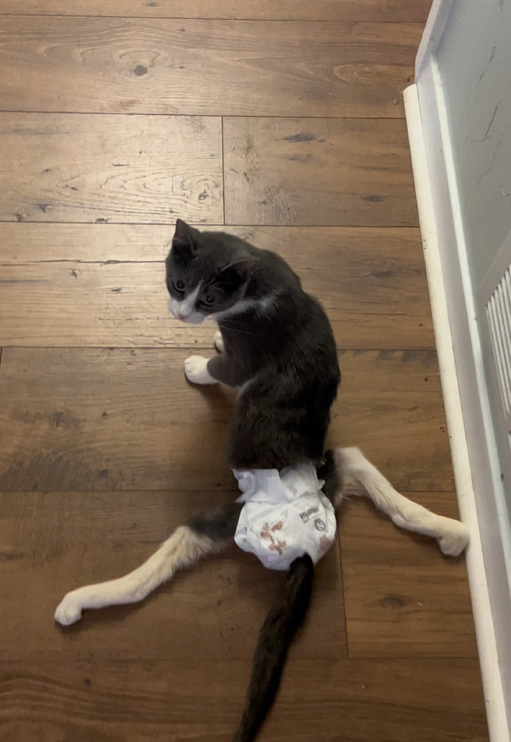 Alice is doing great! She was born paralyzed but lives a happy, healthy life. She just got a little too excited and went too fast, but she’s perfectly fine! 💕 #creatorsearchinsights #fypage #catsoftiktok #specialneedscat #cutecat 