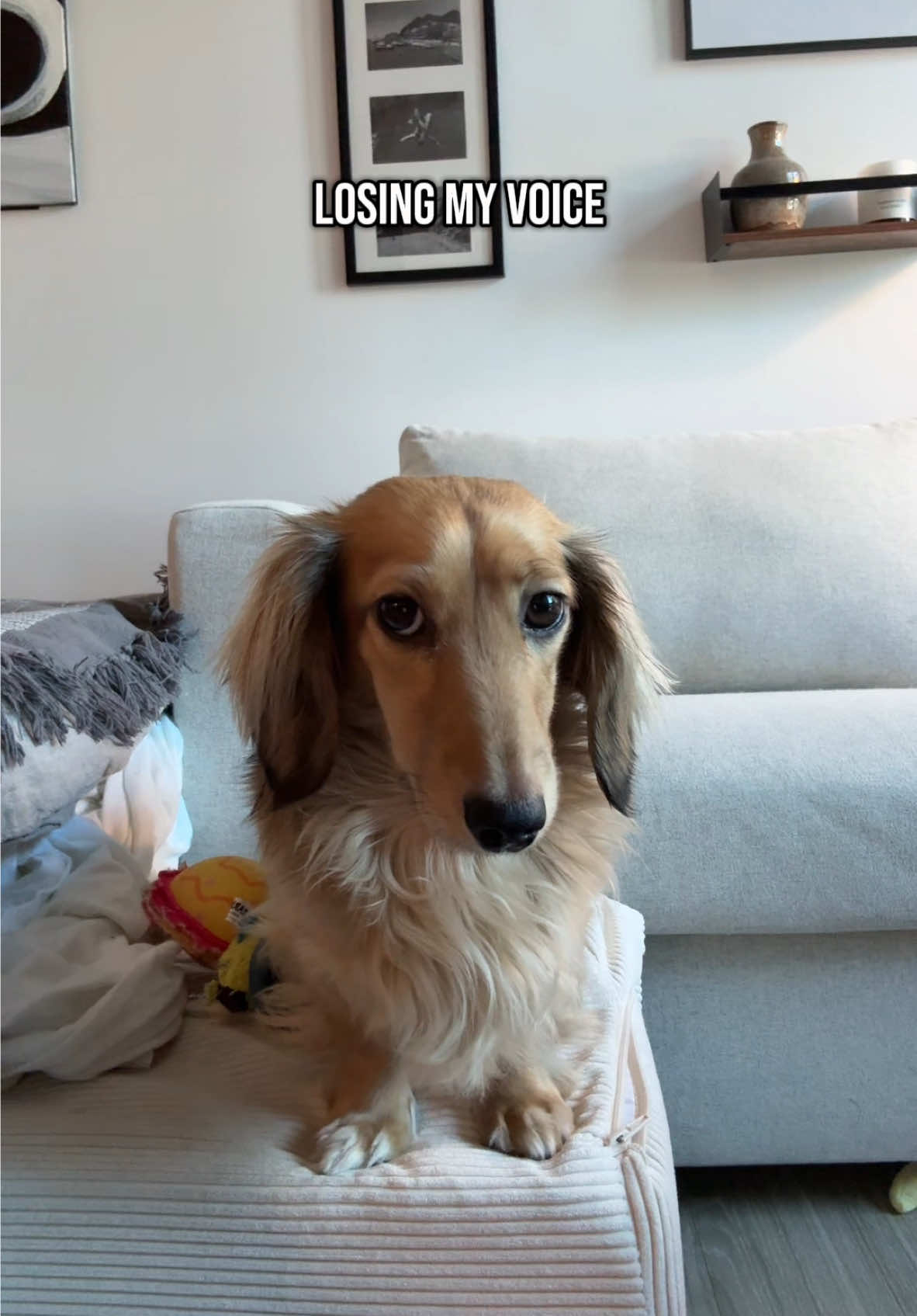 JUSTICE FOR KIRKLAND 😶 #tiktokban #dogsoftiktok 