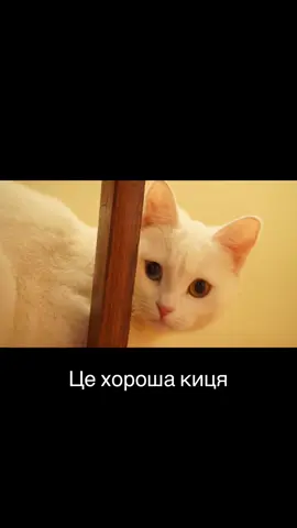 #киця #кит #злакица #злой кот #котик 
