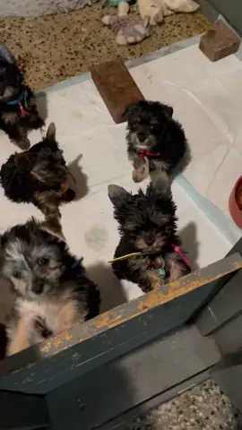 We still have a few Yorkie pups that need a home.  PM me for information  #yorkie  #puppies  #available  #reputablebreeder  #yorkieskennel 