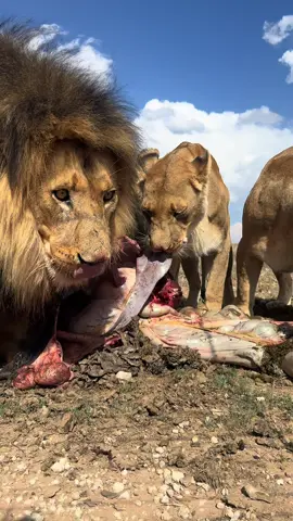 🍖 Up close and personal with our wild pride! Valentino and his ladies are enjoying a fresh, natural meal, showcasing the raw beauty of the wild. While it might seem a bit gross to us, feasting on the healthy intestines is vital for the lions’ health and well-being. It provides essential nutrients that keep them strong and thriving in their natural lifestyle. This is nature at its finest—a powerful reminder of the circle of life and the importance of letting animals be who they are. 🦁💚 Explore the heart of Felidae! From volunteering opportunities to educational tours and thrilling adventures amidst free-roaming lions, there's something for everyone. Visit our site for more info:    https://linktr.ee/felidae. #Felidae #Wildlife #VolunteerLife #Adventure #SouthAfrica #Travel🦁#WildAndFree #CircleOfLife #LionPride #NatureUnfiltered