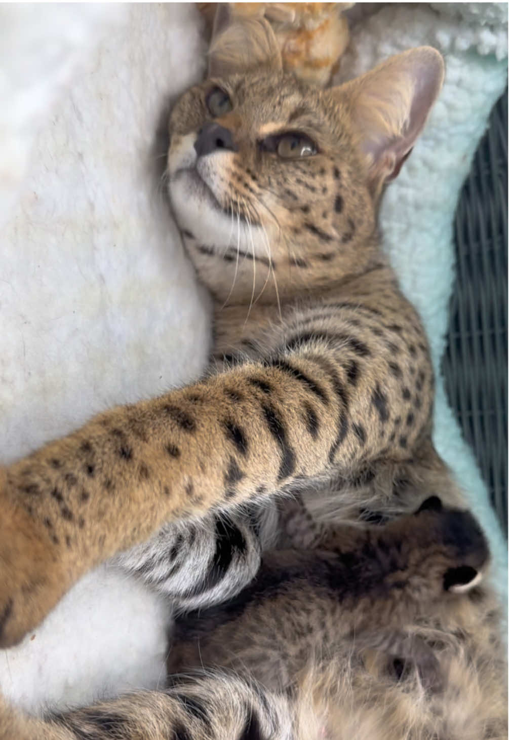 F1 mama Eevee and her F2 Savannah kitten 🍼🐯 *  #fypシ #savannahcat #kitten 