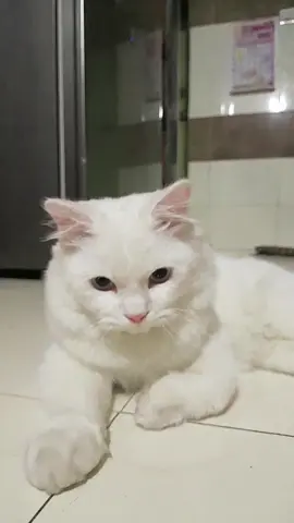 🥰🥰gpp gendut Yang tapi ganteng kan😁😆#catsvideo #kucinggemoy #kucinglucuimut #catlover #kucingputih #kucinglucu 