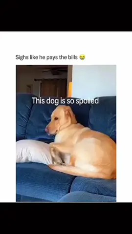 Funny and cute dogs compilation 🤣... #funnydog #funnypet #doglover #cutedog #dogsoftiktok #dog 