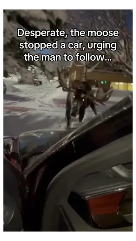 Would you have followed? #animalsoftiktok #wholesome 