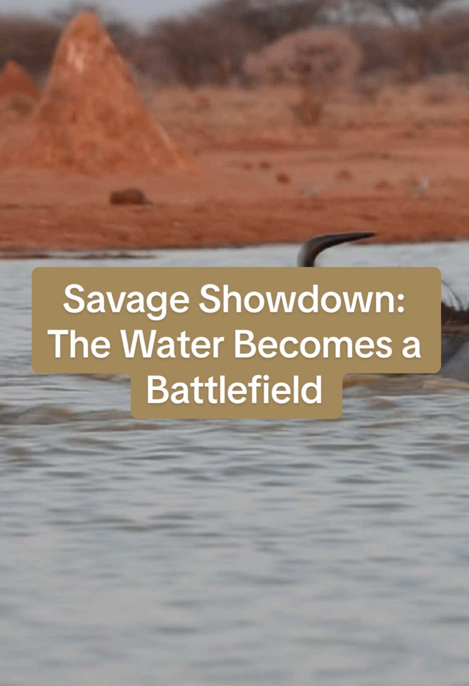 Savage Showdown: The Water Becomes a Battlefield . Unyielding Strength vs a Relentless Pack, Who Will Prevail.. . . #WildlifeBattle #WildebeestVsWildDogs #NatureUnfiltered #SavageEncounters #AnimalKingdom #WildlifeDocumentary #SurvivalOfTheFittest #WaterFight #NatureIsBrutal #WildlifeMoments #PredatorVsPrey #EpicWildlife #AnimalShowdown #TikTokWildlife #WildDogPack #fyp #foryou #animals #viral #nature #wildanimals #foryoupage #wildlifephotography #animalsoftiktok #trending #blowthisup #zoology #animalplanet 