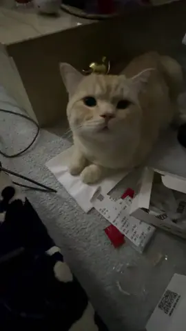 ما عندنا خبز ماعندنا بابا😸😋😅#قطط #ترند #ترندات #دعمكم_ورفعولي_فديو #صوتيات #ميمز😂 #ميمز #مسكين #جوعان #متابعة #كوميدي #تصويري📷 #ردات_فعل #مطاعم #اكل #اكلات #وجبات_سريعة #قط #قططي #meme #memes #food #cat #catsoftiktok #مطعم #طلبات  