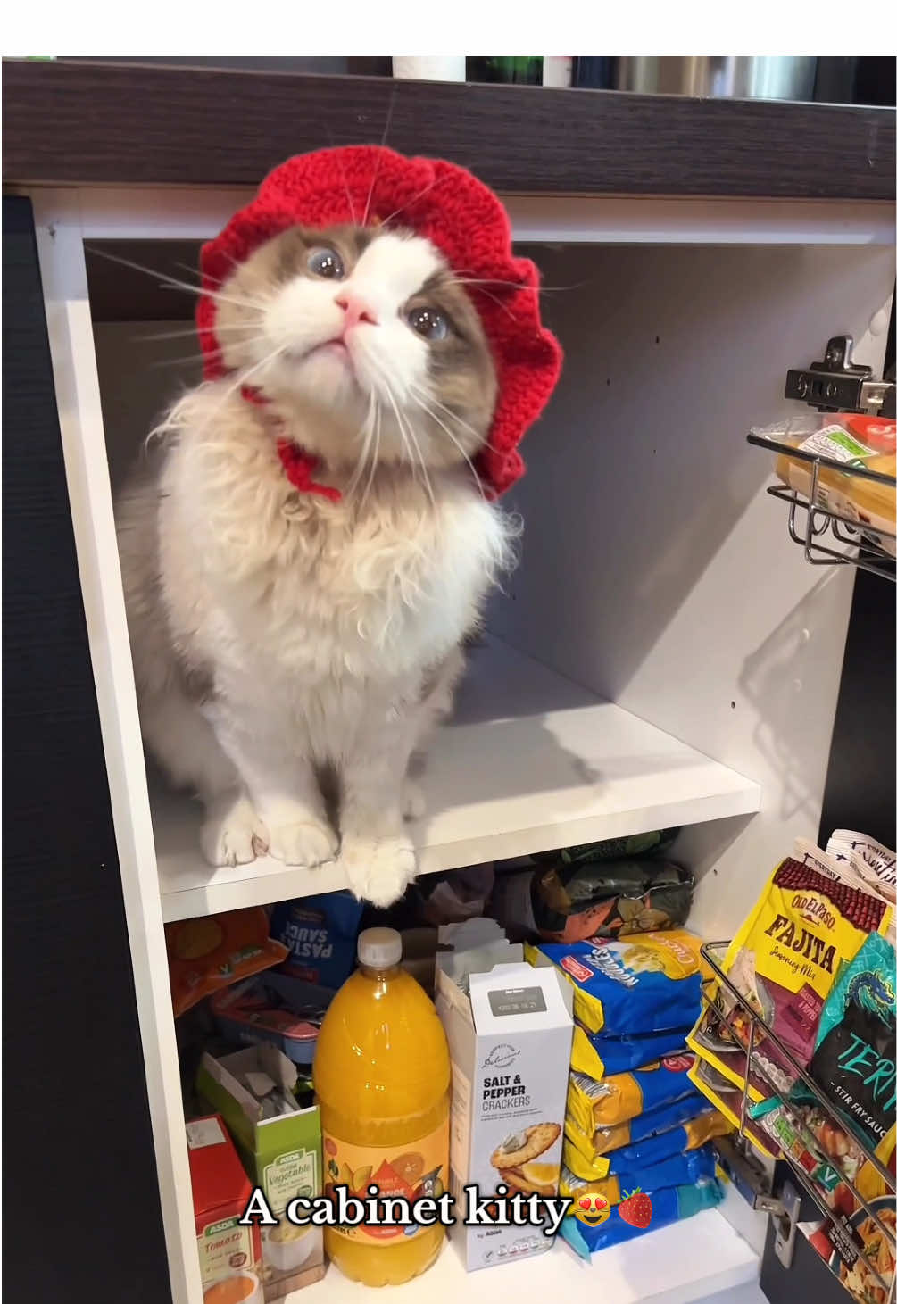 His little hat is too cute😭🍓😻 #cattok #catsoftiktok #cutecat #cutecatvideo #ragdoll #ragdollcat #funnycat #funnycatvideo #cheerup #catsinhats #catinahat #catlover #catlovers #goodcat #meow #fluffycat #happy #blueeyedcat #catworld #lovecats #cheekycat 
